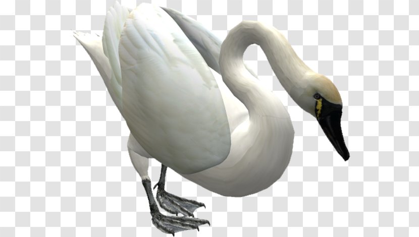 Duck Cygnini Mute Swan Bird Transparent PNG
