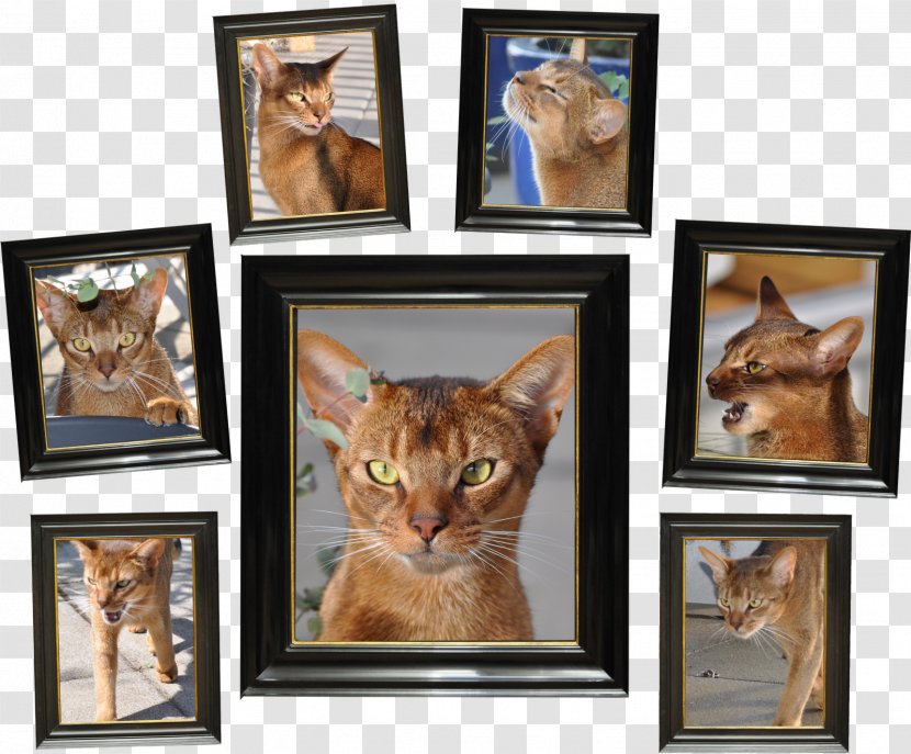 Whiskers Cat Picture Frames Collage - Like Mammal Transparent PNG