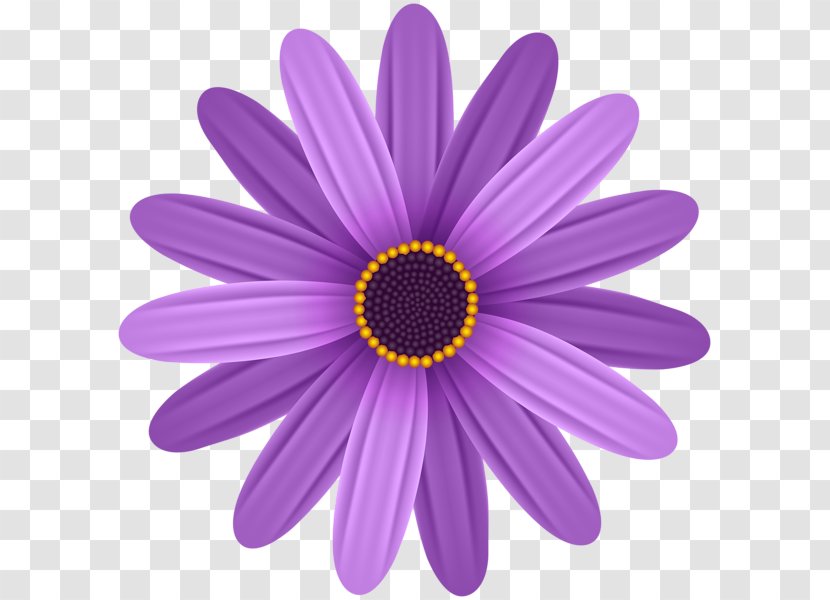 Common Daisy Flower Clip Art - Petal - Purple Background Transparent PNG