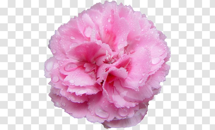 Pink Flowers Rose Carnation Lilium - Herbaceous Plant - Flower Transparent PNG