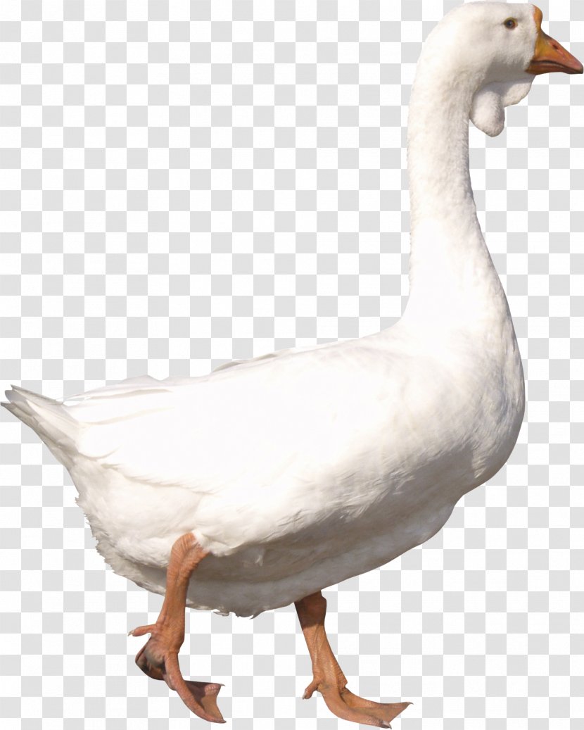 Goose Duck - Ducks Geese And Swans - Image Transparent PNG