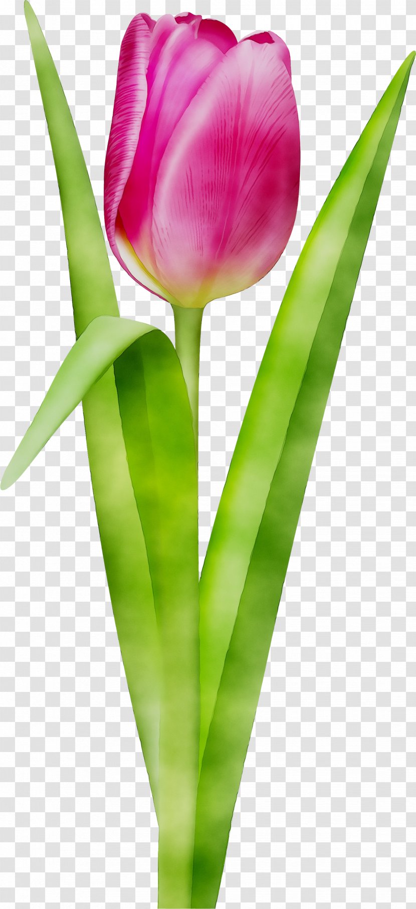 Tulip Cut Flowers Plant Stem Bud Petal - Flower - Plants Transparent PNG