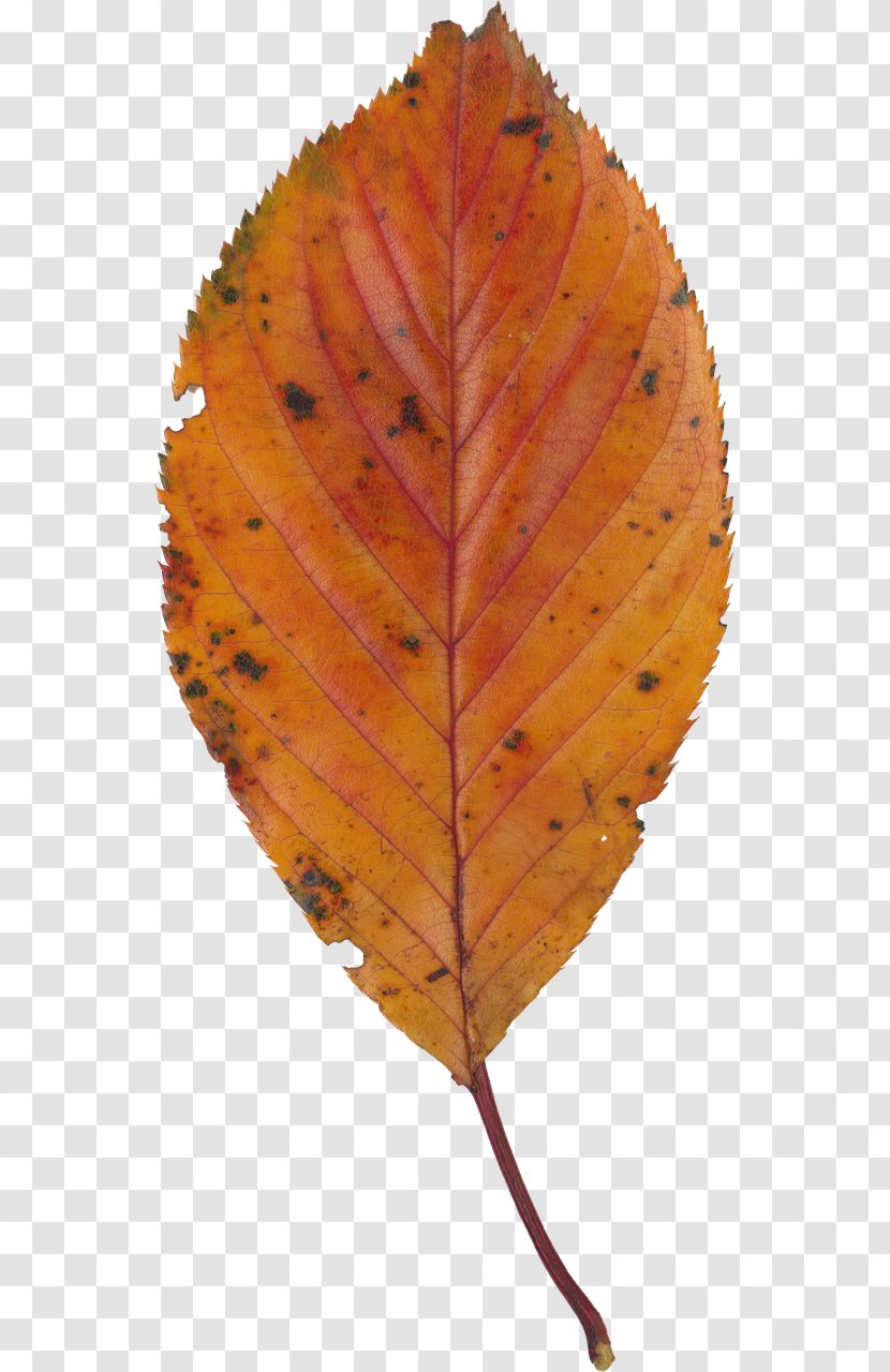 Leaf Deciduous - Plant Transparent PNG