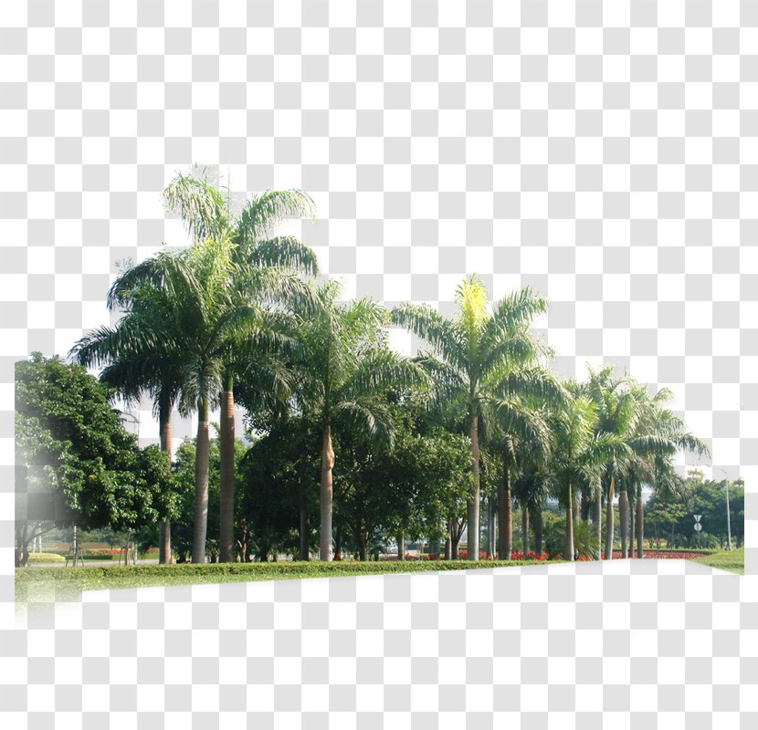 Arecaceae Shulin District Tree Coconut - Plantation - Forest Transparent PNG