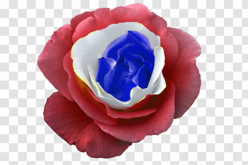 Garden Roses France Blue Rose - Petal Transparent PNG