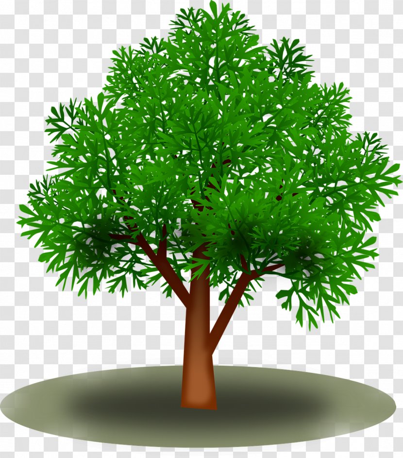 Leaf Tree Green Clip Art - Evergreen Transparent PNG