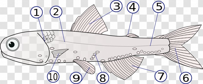 Fish Fin Lateral Line Operculum Anatomy Transparent PNG