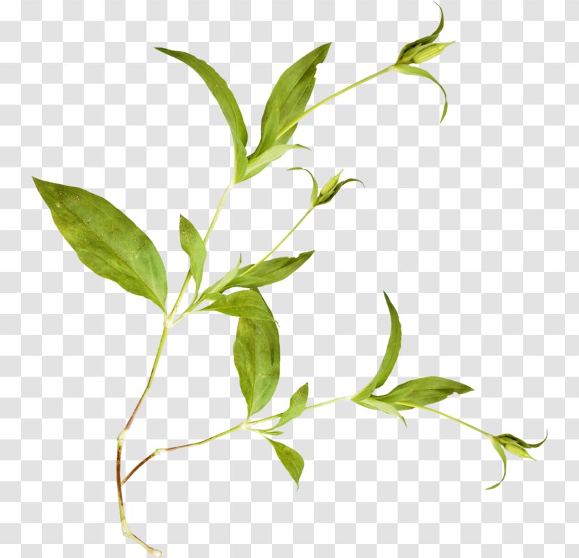 Flower Plant Stem KATILIM 30 Herb - Leaf Transparent PNG