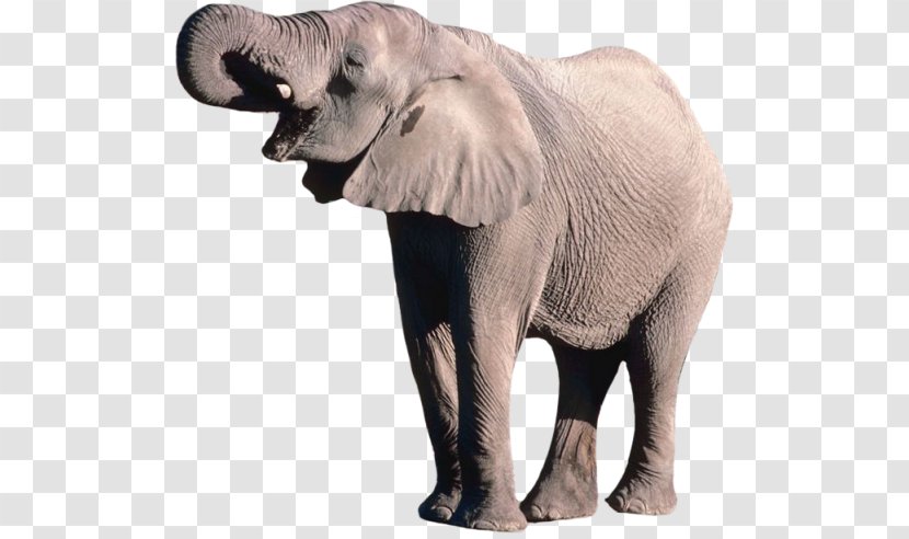 African Bush Elephant Elephants Clip Art Psd - Wildlife Transparent PNG