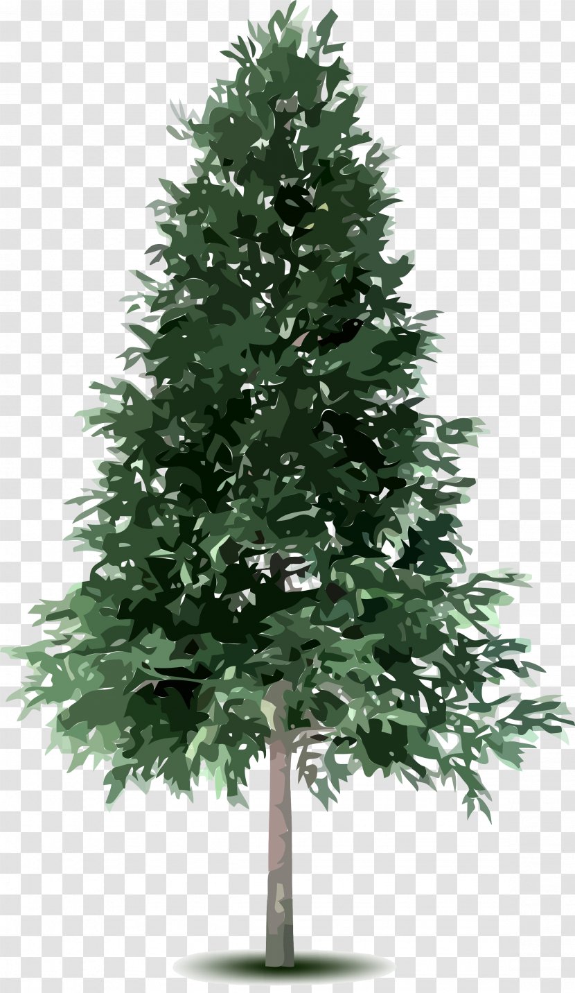 Tree Fir Conifers Spruce - Christmas Transparent PNG