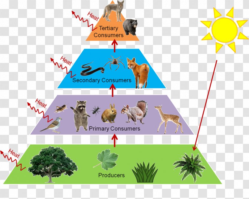 Trophic Level Food Web Chain Ecological Pyramid Ecology - Temperate Deciduous Forest - Forests Clipart Transparent PNG