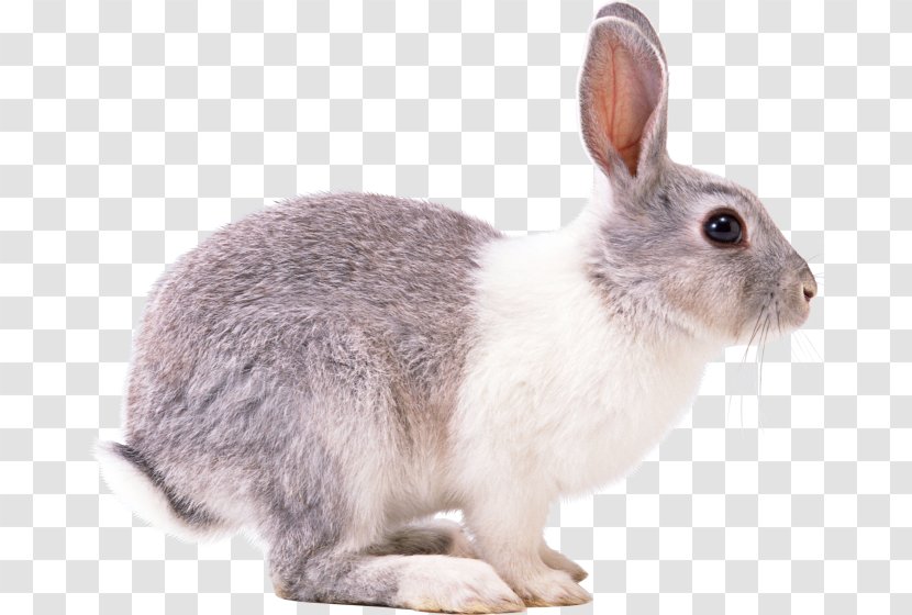 Hare European Rabbit - Rabits And Hares Transparent PNG