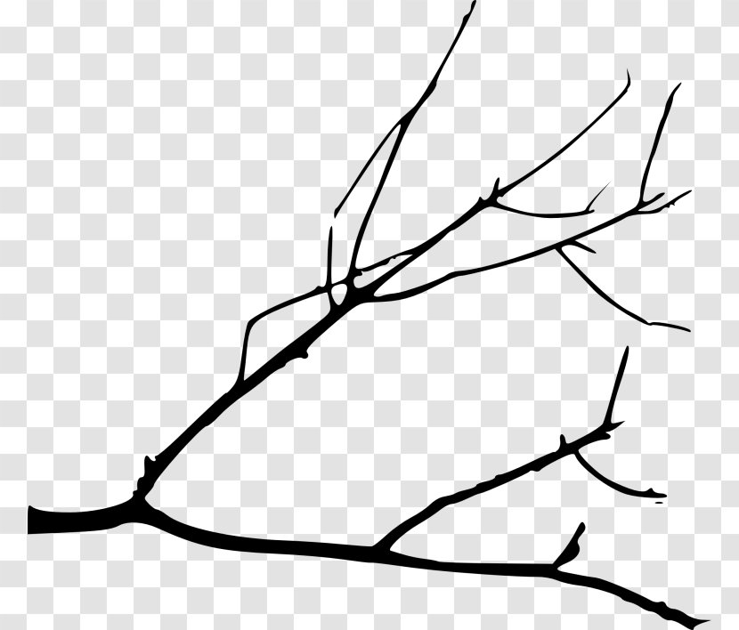 Branch Clip Art Drawing Tree - Twig Transparent PNG