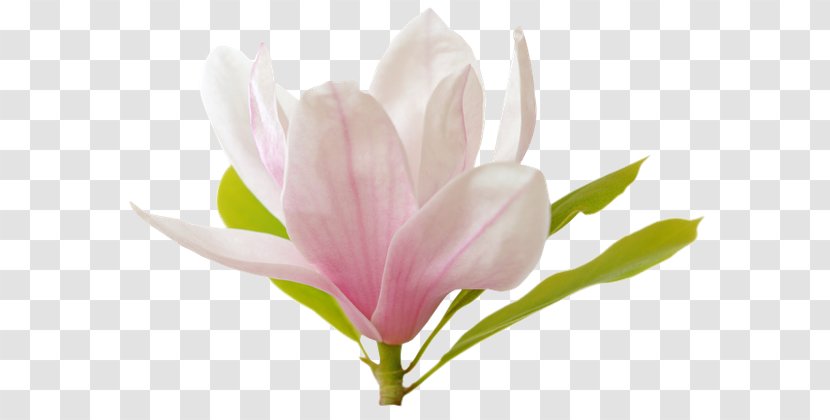 Tulip Plant Stem Bud Petal Herbaceous - Magnolia Transparent PNG
