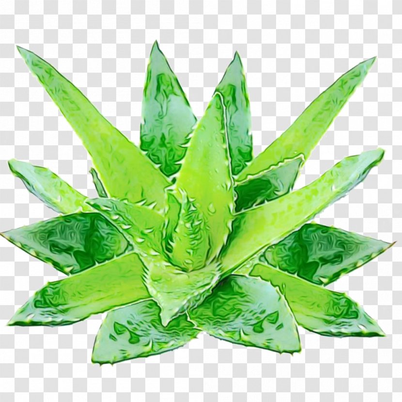 Leaf Green Plant Terrestrial Houseplant - Watercolor - Agave Aloe Transparent PNG