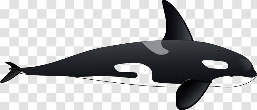 Killer Whale Drawing Clip Art - Fin Transparent PNG
