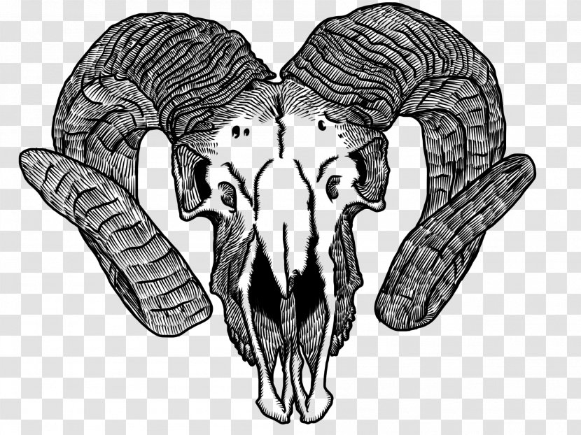 Goat Drawing Skull Horn Bone - Silhouette - Skulls Transparent PNG