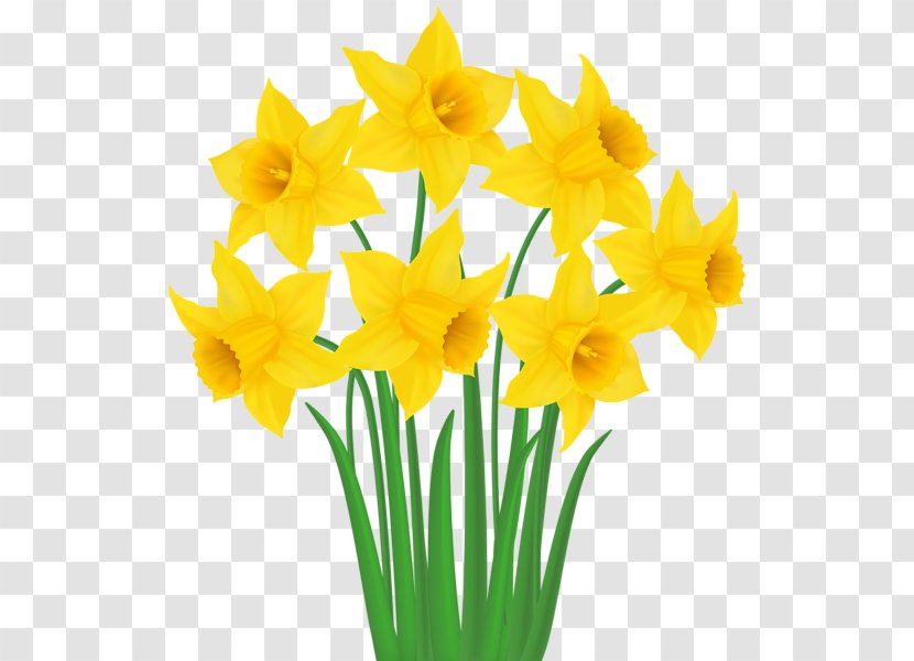 Daffodil Clip Art - Floristry Transparent PNG