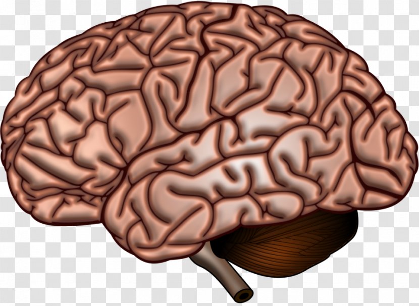 Human Brain Anatomy Neuroscience Cerebral Cortex - Watercolor Transparent PNG