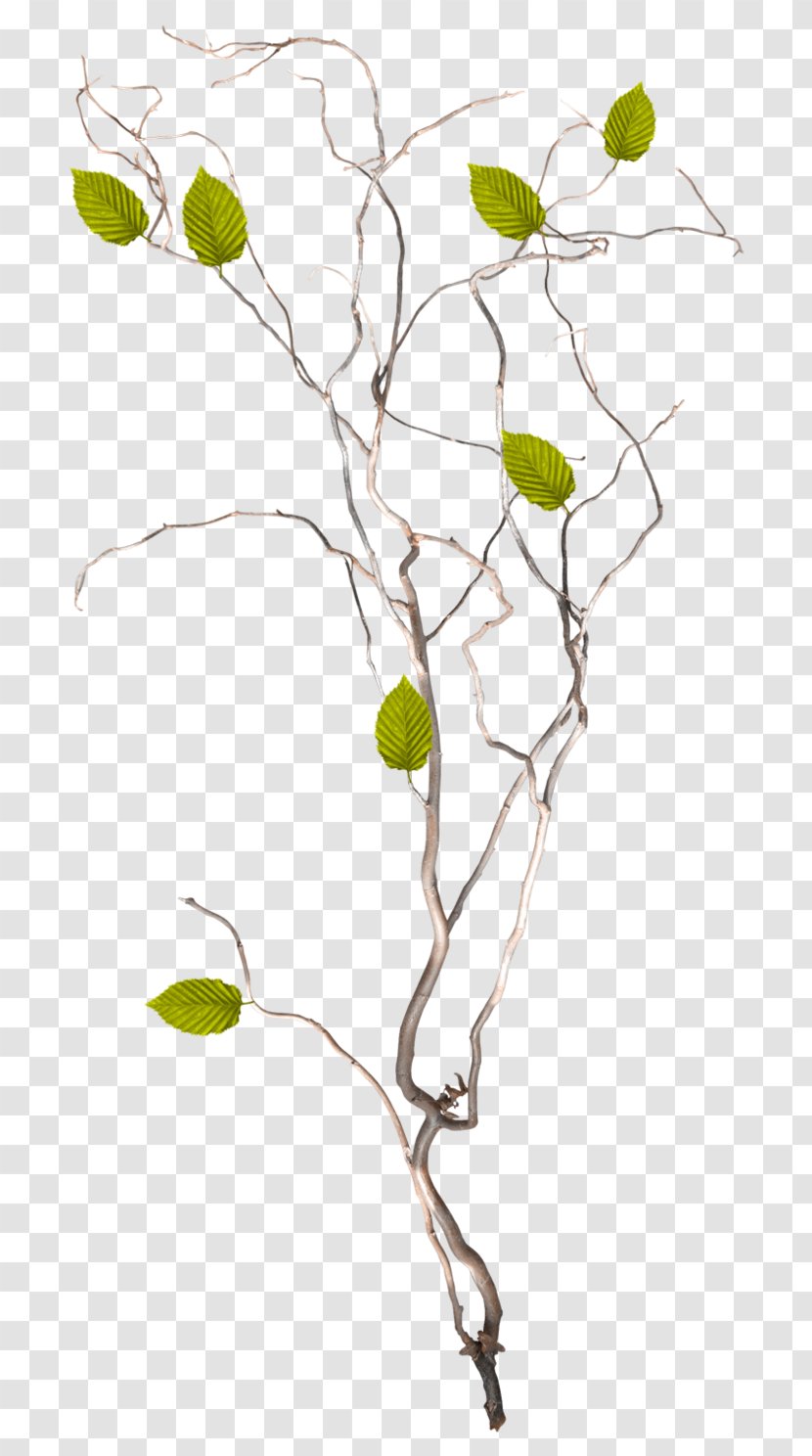 Twig /m/02csf Drawing Plant Stem Leaf - Flowering - Fruit Transparent PNG