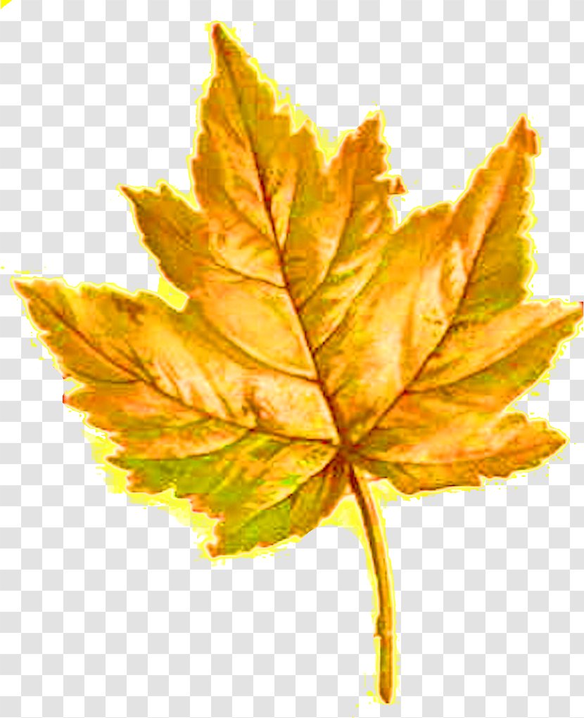 Maple Leaf Flower Photography Clip Art - Orange - Yellow Leaves Transparent PNG