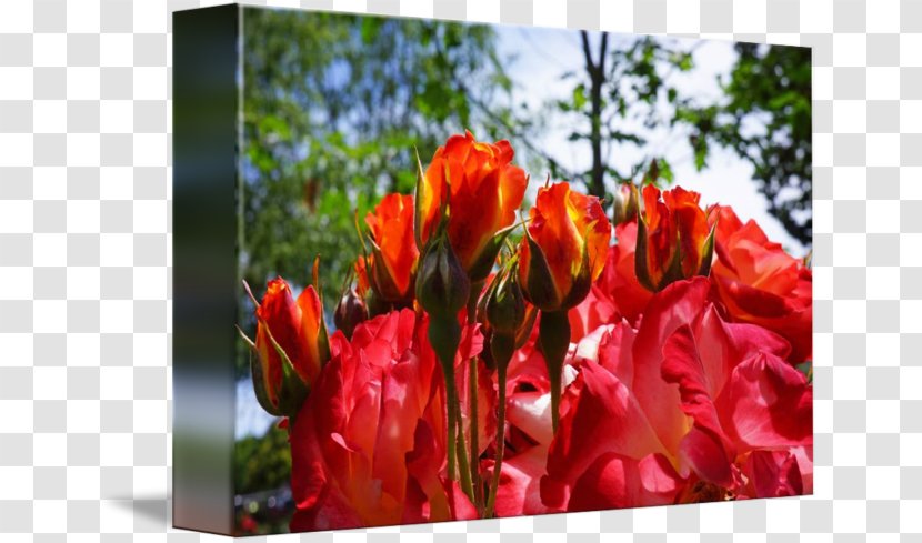 Floral Design Cut Flowers Tulip - Flower Arranging - Rose Print Transparent PNG