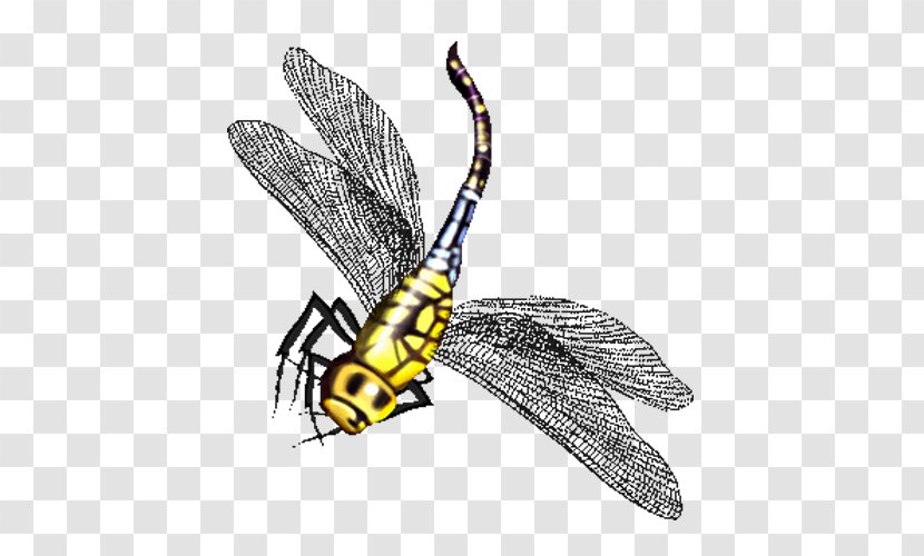 Butterfly Dragonfly Insect Cartoon - Hornet Transparent PNG