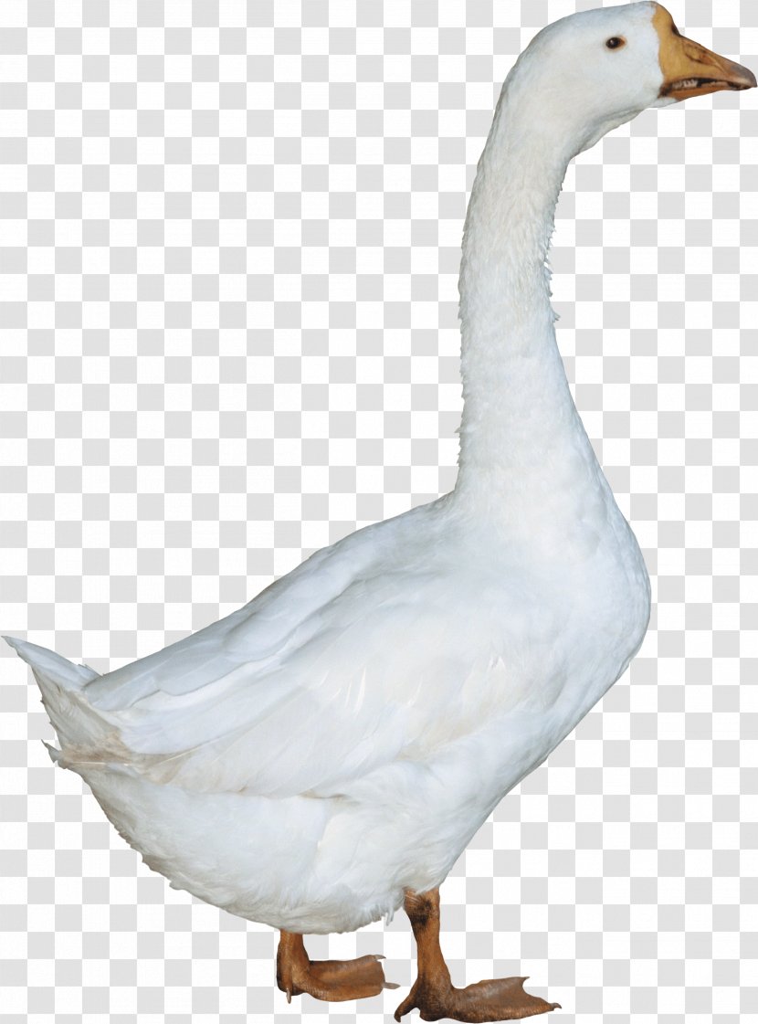 Duck Goose - Neck - Image Transparent PNG