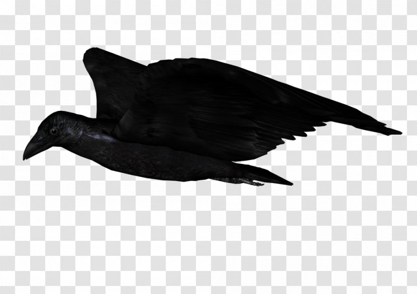 Duck American Crow Common Raven Beak Feather Transparent PNG