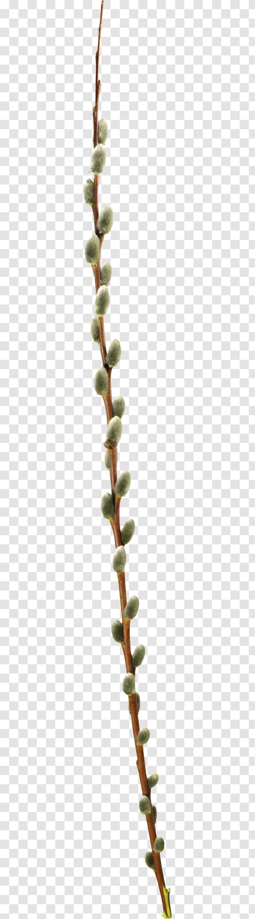 Willow Photography Clip Art - Plant - Twig Transparent PNG