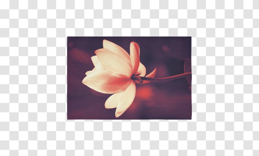 Petal Magnoliaceae Family - Flowering Plant - Wash Lotus Transparent PNG