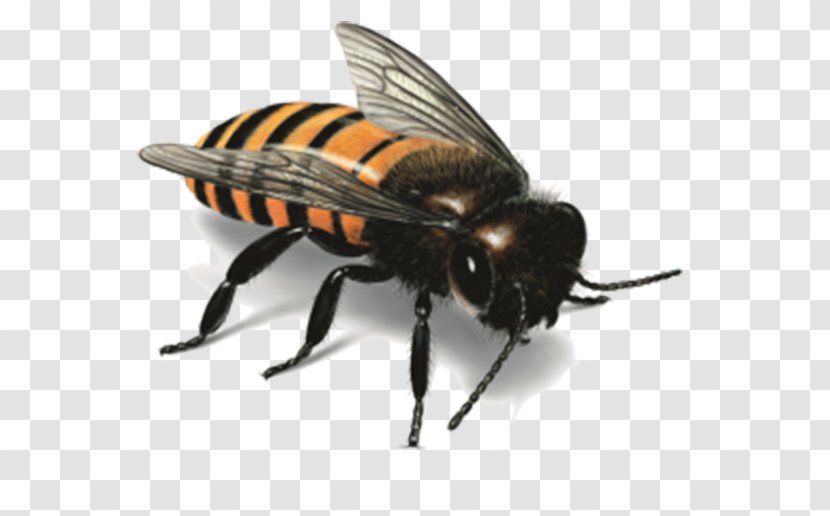 Western Honey Bee Insect Illustration - Organism - Striped Transparent PNG