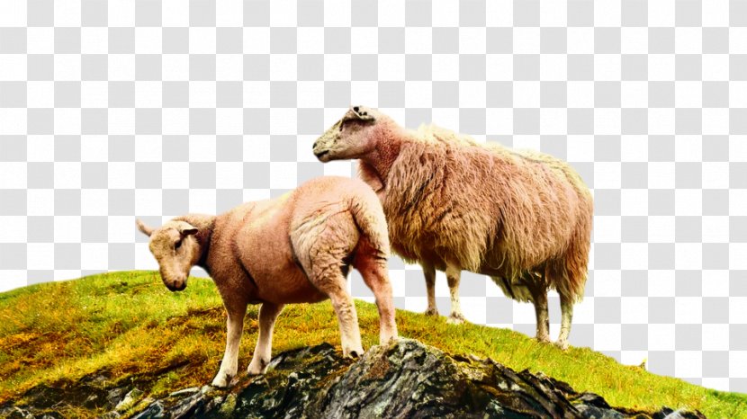 Royalty-free Image England Sheep Photograph - Livestock - Grass Transparent PNG