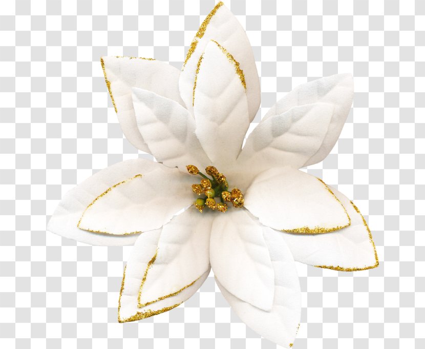 Flowering Plant - Rosita Transparent PNG