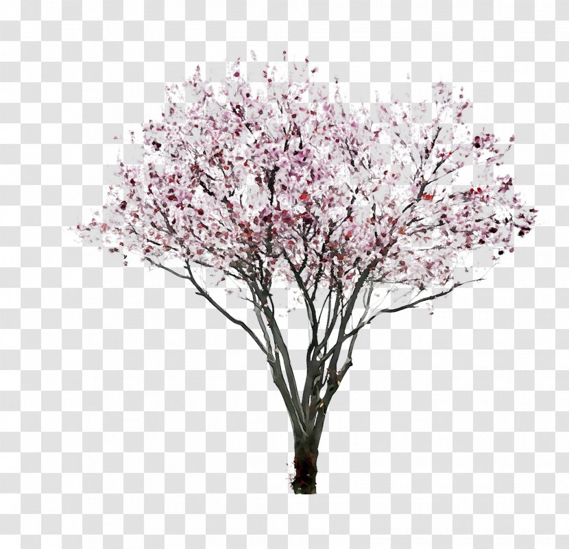 Cherry Blossom ST.AU.150 MIN.V.UNC.NR AD Flowering Plant Cherries Pink M - Tree - Flower Transparent PNG