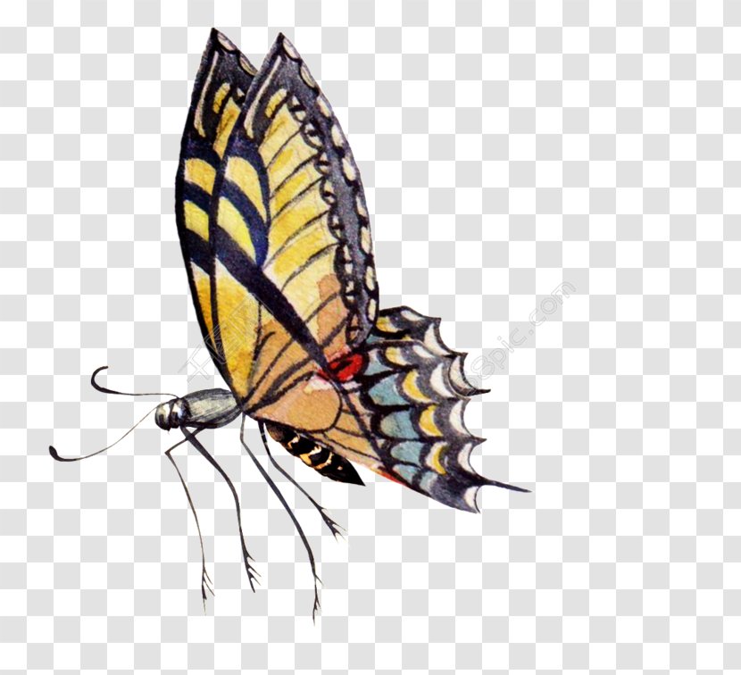 Monarch Butterfly Watercolor Painting Image Borboleta - Invertebrate - Schmetterling Hintergrund Transparent Transparent PNG