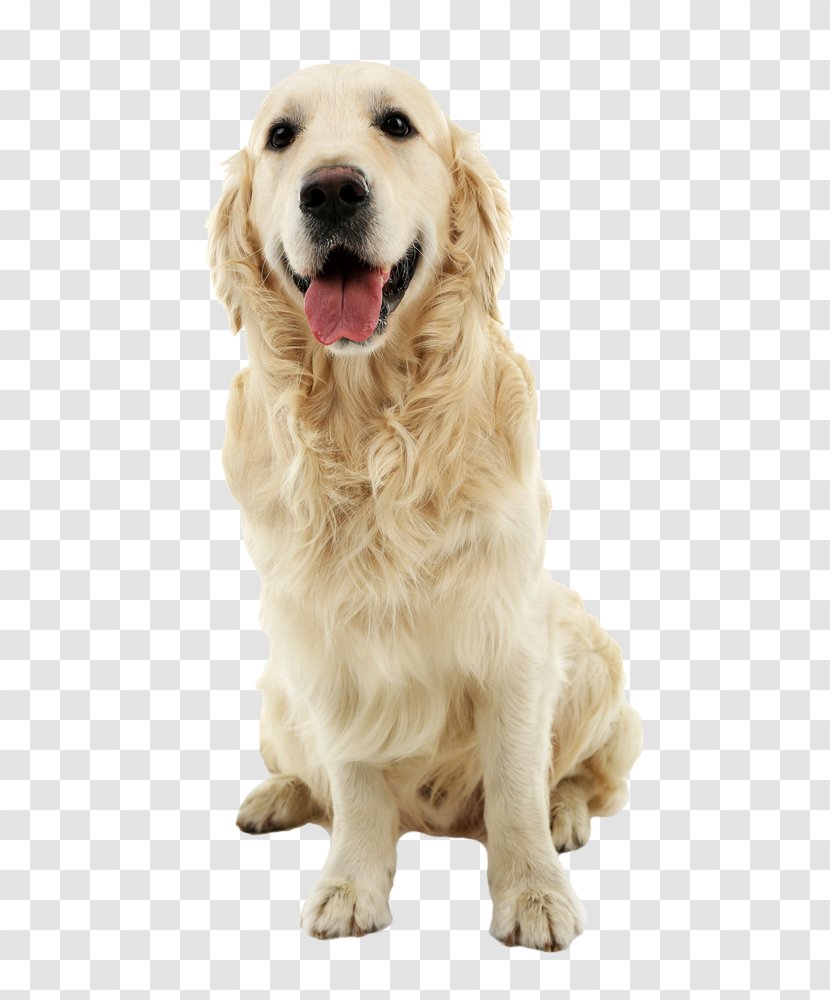 Golden Retriever Labrador Pet Sitting Acres Boarding Kennels - Dog Breed Transparent PNG