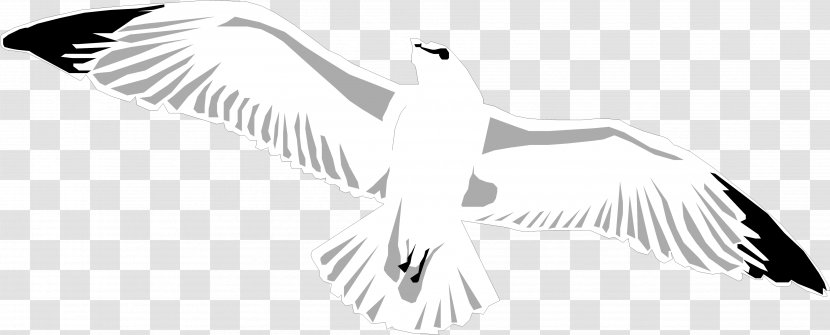 Gulls Line Art Bird Clip - Drawing - Gull Transparent PNG