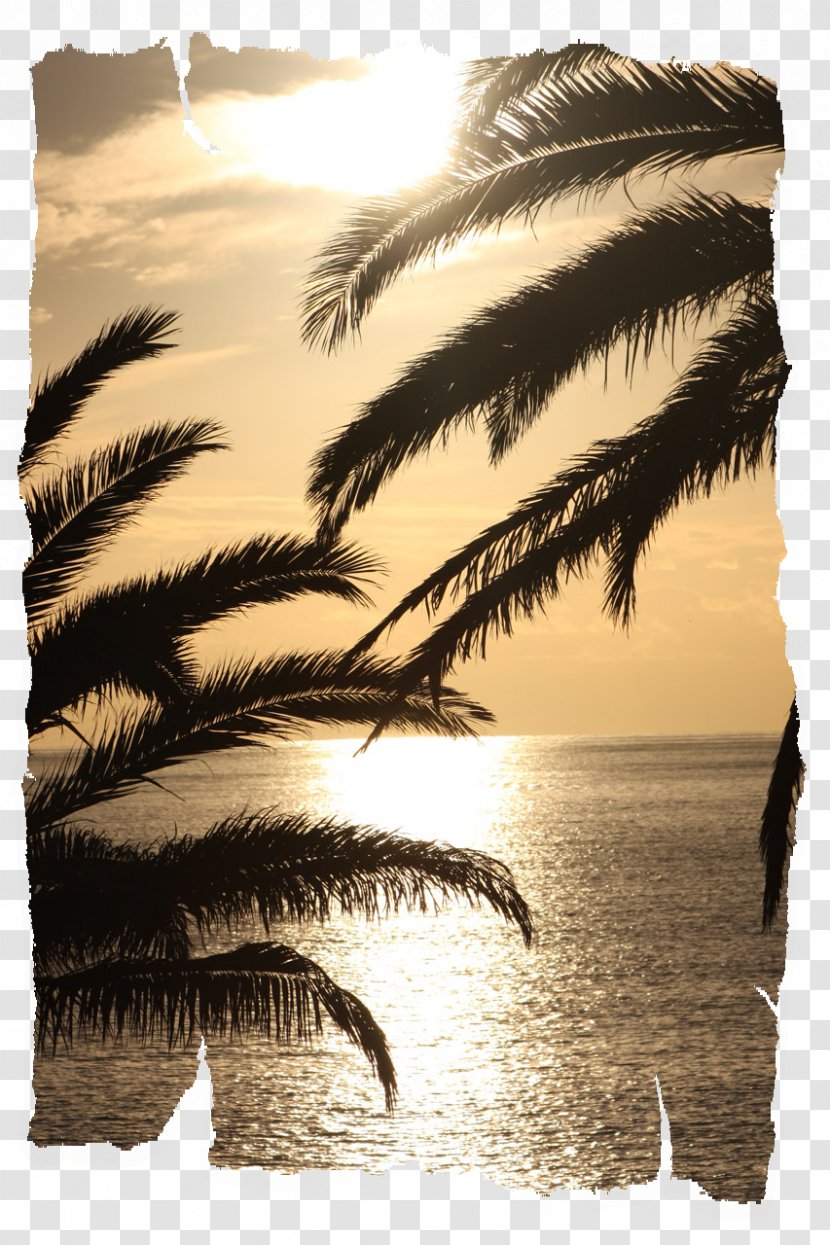 Arecaceae Photography Light Sunset - Zazzle - Cover Art Transparent PNG