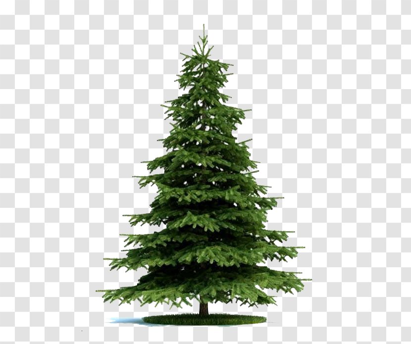 Blue Spruce Tree Norway Plant Pine - Picea Asperata - The Fir Trees In Game Transparent PNG