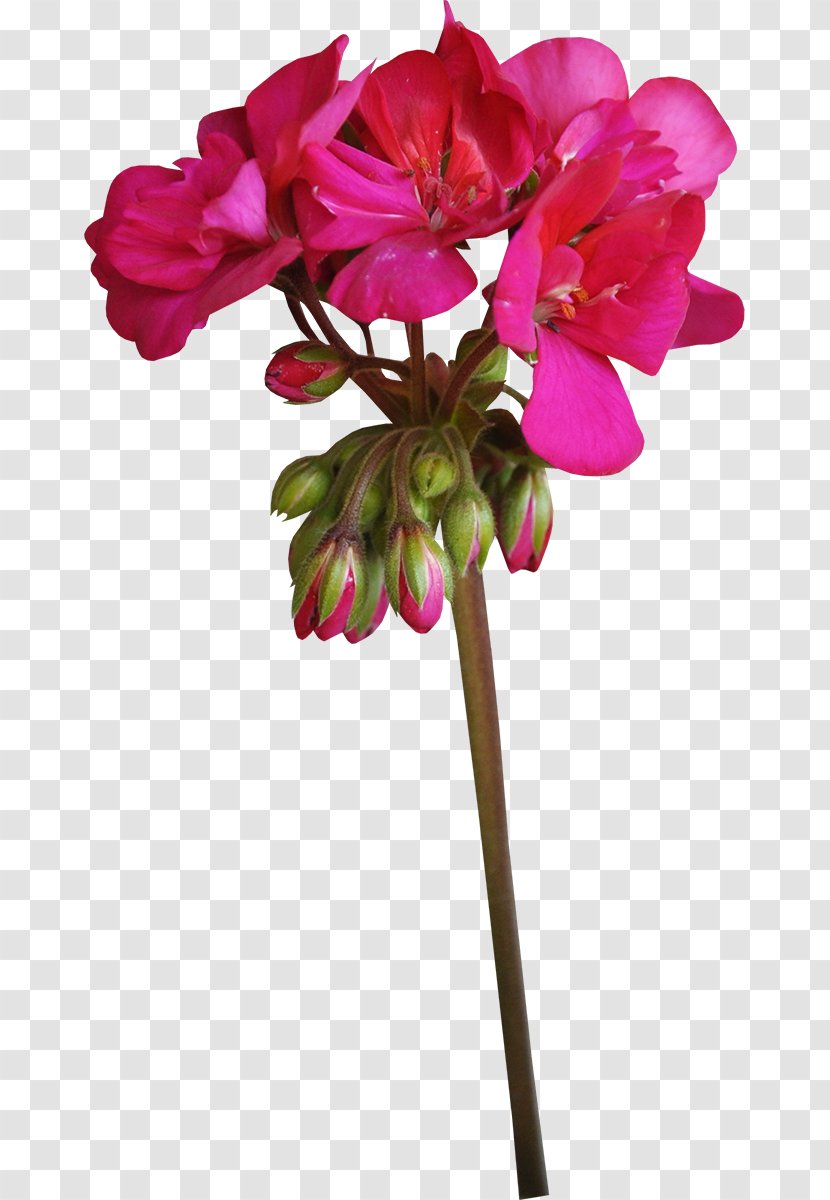 Cut Flowers Crane's-bill Plant Geraniums - Flowering - Flower Transparent PNG