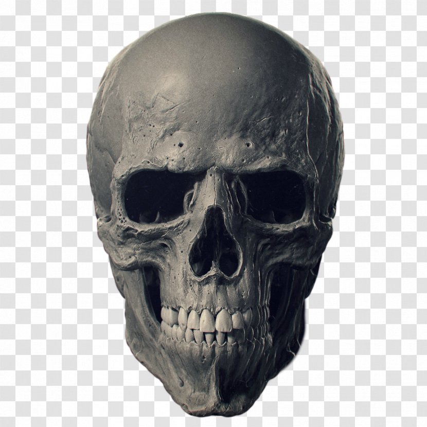 Animal Skulls Bone Human Skeleton - Joint Transparent PNG