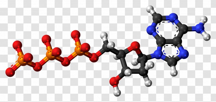 Adenosine Triphosphate Diphosphate Monophosphate Molecule - Dna Molecules Transparent PNG