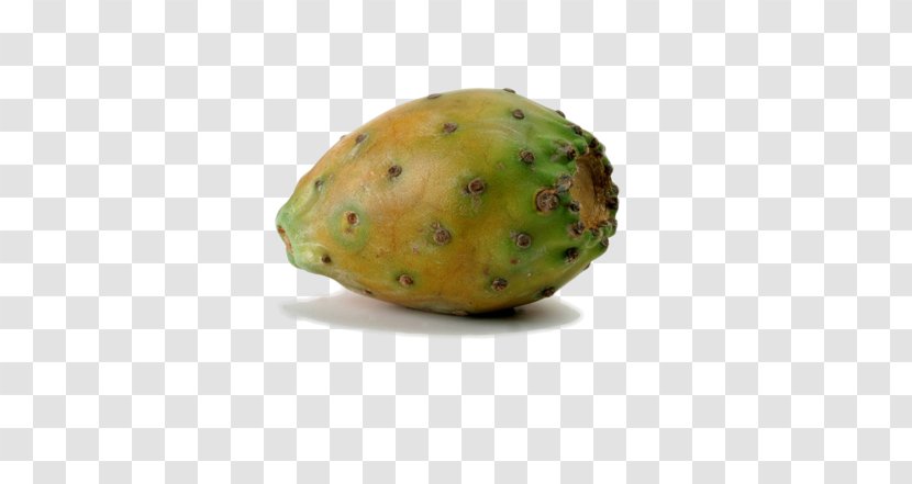 Barbary Fig Common Opuntia Cochenillifera Embryophyta Cactaceae - North America Cactus Fruit Stock Image Transparent PNG