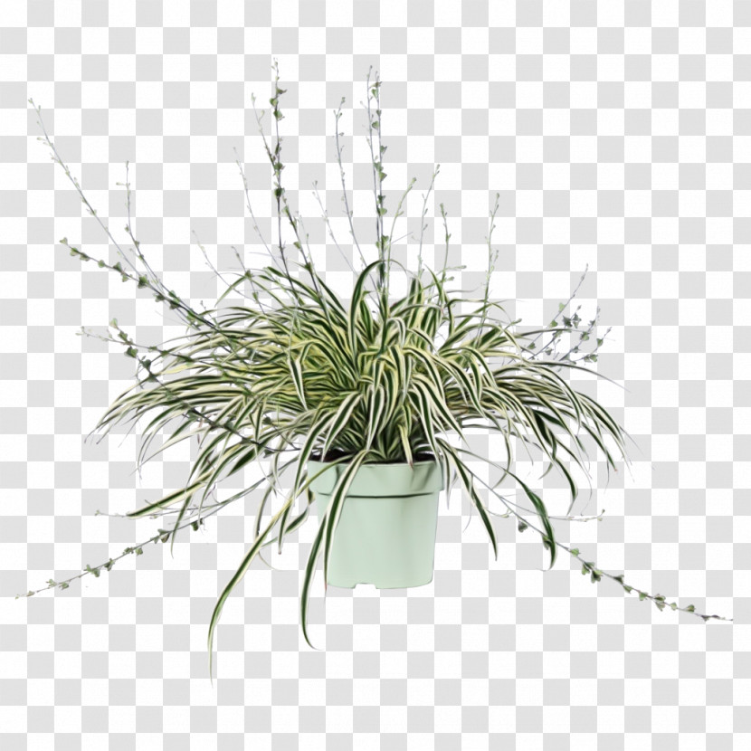 Plant Grass Flowerpot Flower Grass Family Transparent PNG