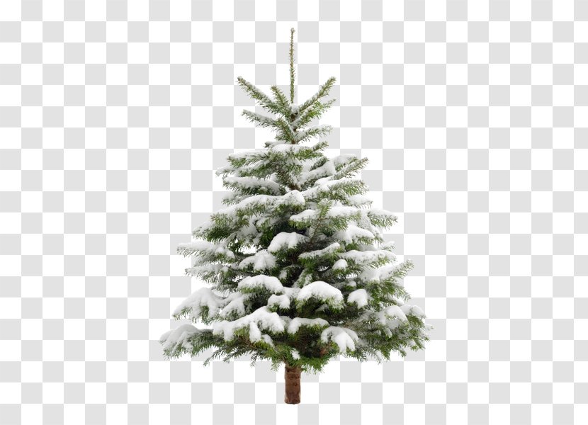 Christmas Tree Stock Photography Little - Lights Transparent PNG