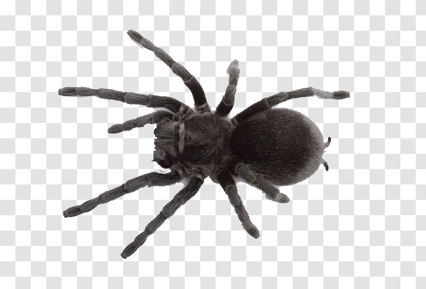 Spider Web Southern Black Widow Pet Tarantula - Jumping Transparent PNG