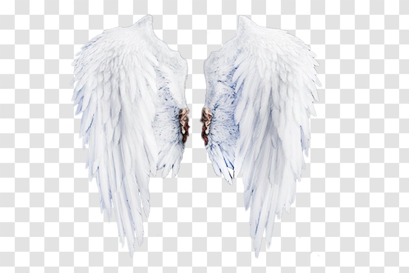 Feather Neck - Fur Clothing - White Wings Stock Image Transparent PNG