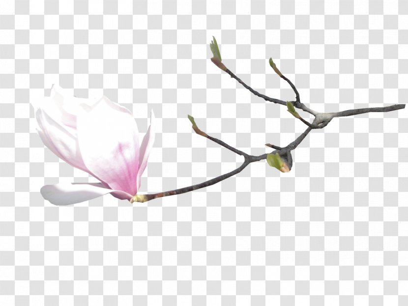 Flower Digital Image Petal - Flora - Yog Transparent PNG