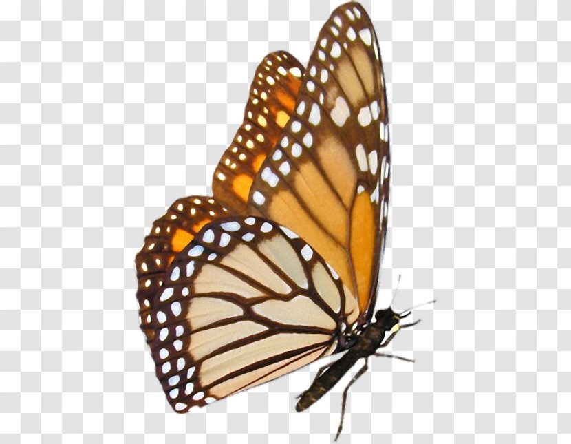 Monarch Butterfly Pieridae Desktop Wallpaper - Invertebrate Transparent PNG